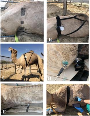 Comparison between a fitness tracker (EquimetreTM) and standard base-apex electrocardiography in dromedary camels